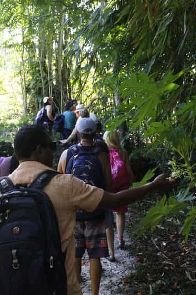 Billet Visite d&#x27;une demi-journée du village de Nalesutale avec randonnée dans la forêt tropicale