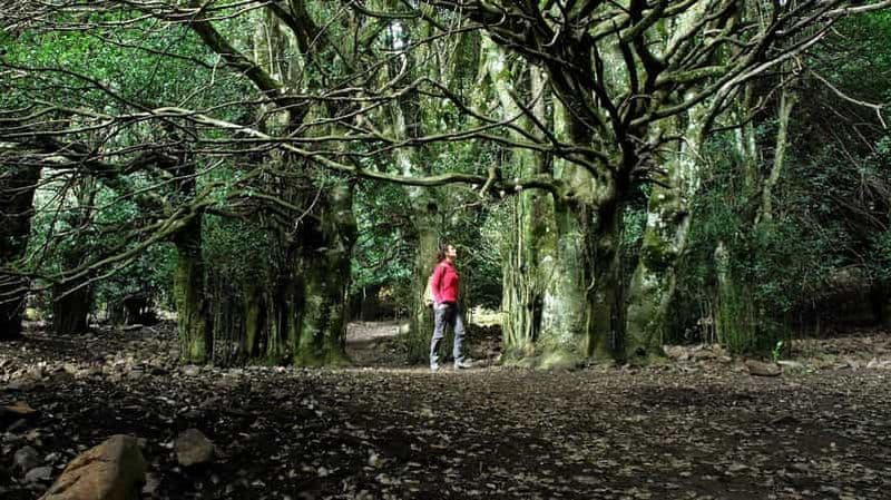 Billet Parc naturel de la Madonie : Randonnée des houx géants