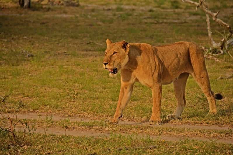 Arusha : Safari en montgolfière de 3 jours dans le Serengeti et vols