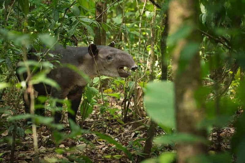 Billet Uvita : visite d'une journée en petit groupe au parc Corcovado, station Sirena