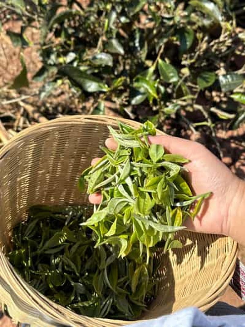 Au départ de Chengdu : visite d'un jardin de thé, d'un atelier de tissage de bambou et d'une ville ancienne