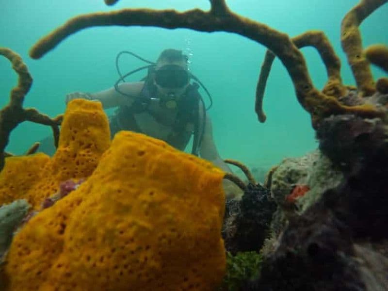 Billet Sous les profondeurs : Plongez dans l'aventure de la plongée
