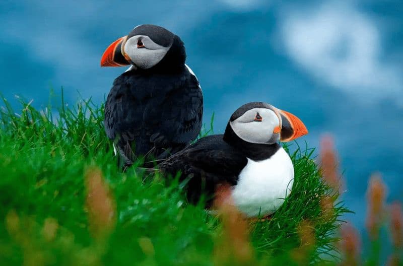 Sørvágur : Tour en bateau pour les macareux des îles Féroé