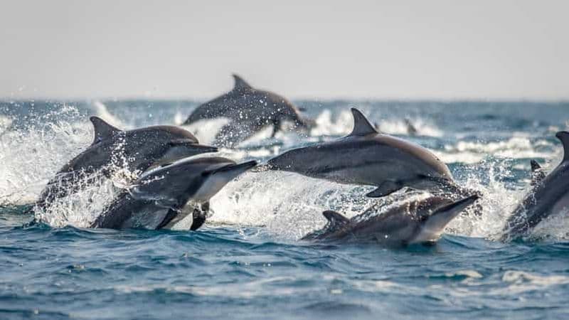 Mascate : observation des dauphins ou croisière au coucher du soleil