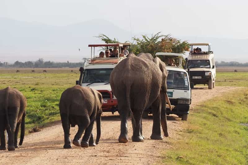 Billet Parc national d'Amboseli : visite guidée d'une jounée