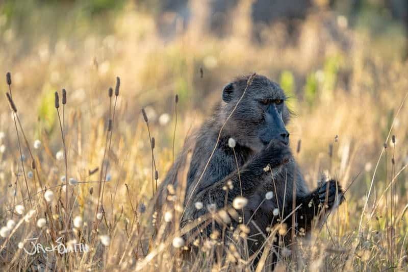 Le Cap : cours de photographie dans la ville avec un habitant local