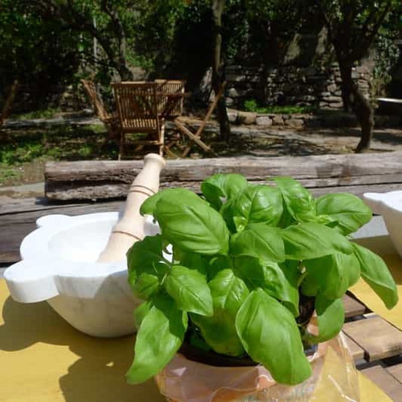 Billet Manarola : Atelier de préparation de pesto avec dégustation et vin