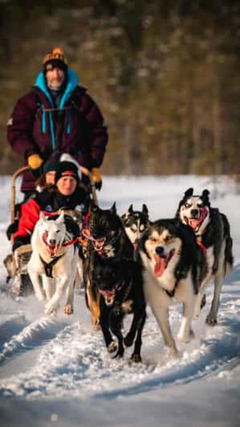 Rovaniemi : 4-7 km en traîneau à huskies à travers la forêt