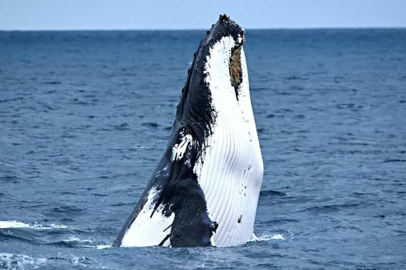 Au départ de Fremantle : Croisière d'observation des baleines de luxe d'une durée de 2 heures