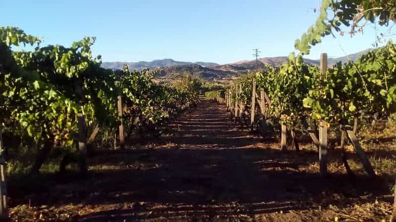Au départ de Taormine : visite en petit groupe des vignobles de l'Etna