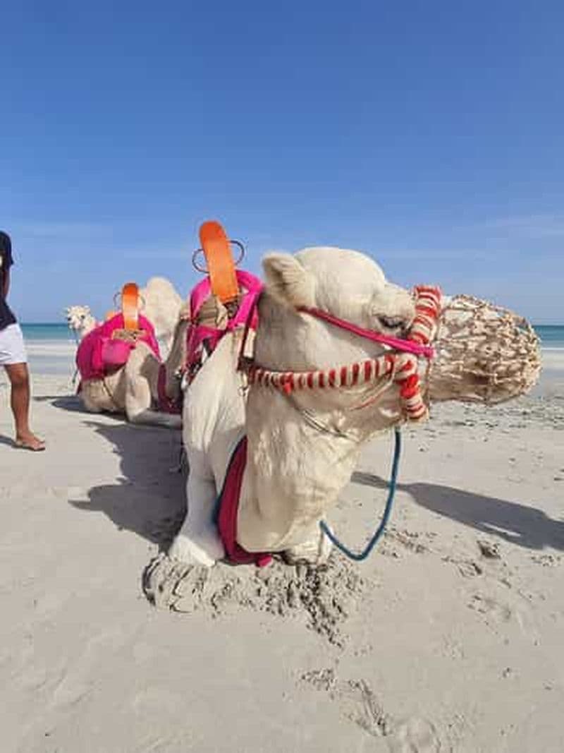 Le Taxi le plus Cool de Djerba : 1H à Deux sur un Dromadaire, 100% Smile