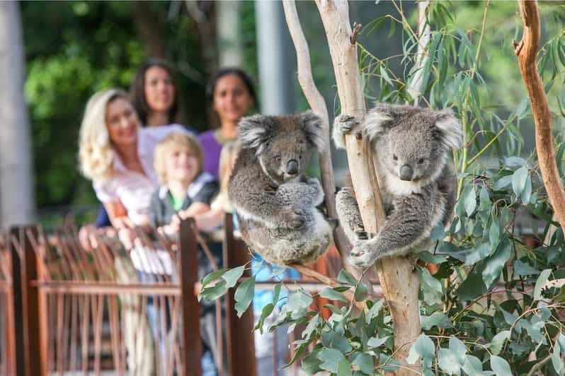 Zoo de Melbourne : billet d'entrée 1 jour