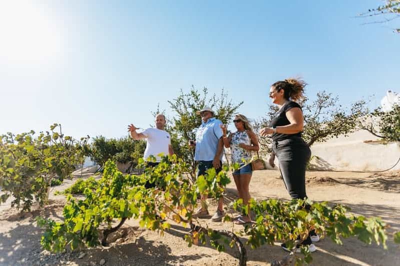 Mykonos : Expérience dans un vignoble avec dégustation de mets et de vins