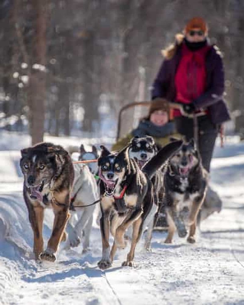 Billet Levi : Combo Arctique – Traîneau à chiens et rennes