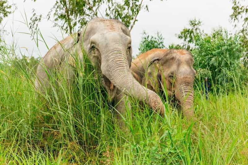 Billet Depuis Bangkok : Excursion d'une journée au sanctuaire éthique des éléphants de Pattaya