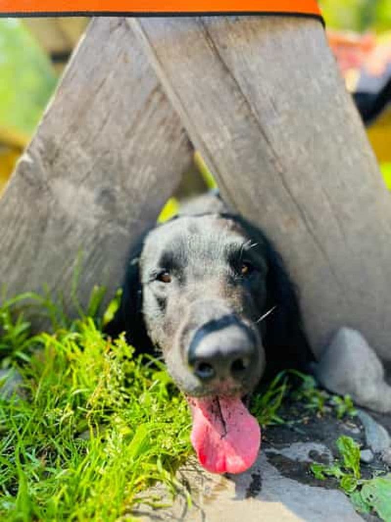 Oslo : randonnée hivernale en forêt et feu de camp avec un chien