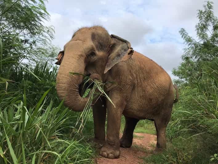 Billet Phuket : visite du sanctuaire des éléphants, un temps fort de Patong