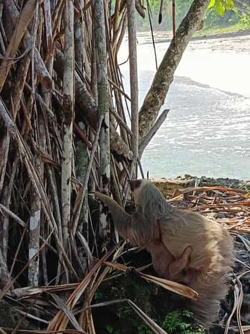 Billet Cahuita : Parc national, faune et flore et visite touristique guidée