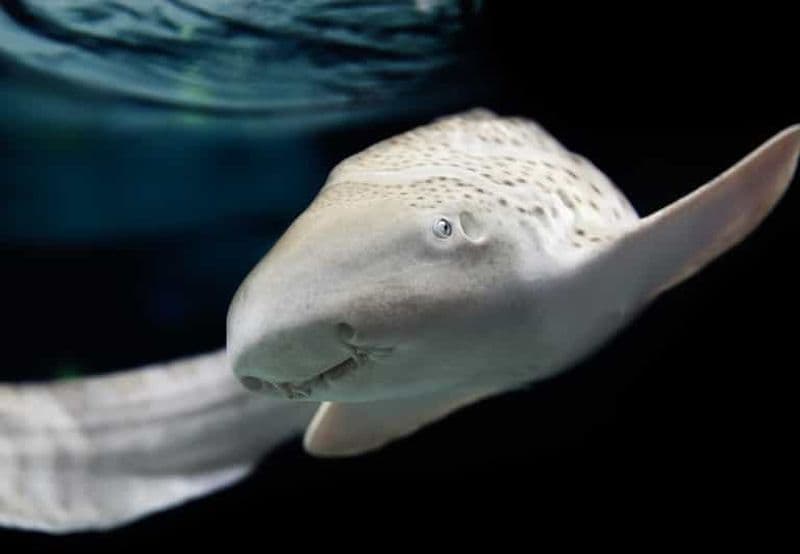 Billet Lyon : billet d'entrée pour l'aquarium