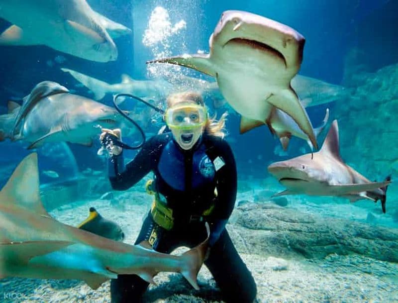 Melbourne: expérience de l'aquarium de plongée avec les requins