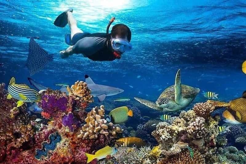 Billet Village de Matemwe : Excursion d'une demi-journée pour faire de la plongée en apnée sur l'île de Mnemba