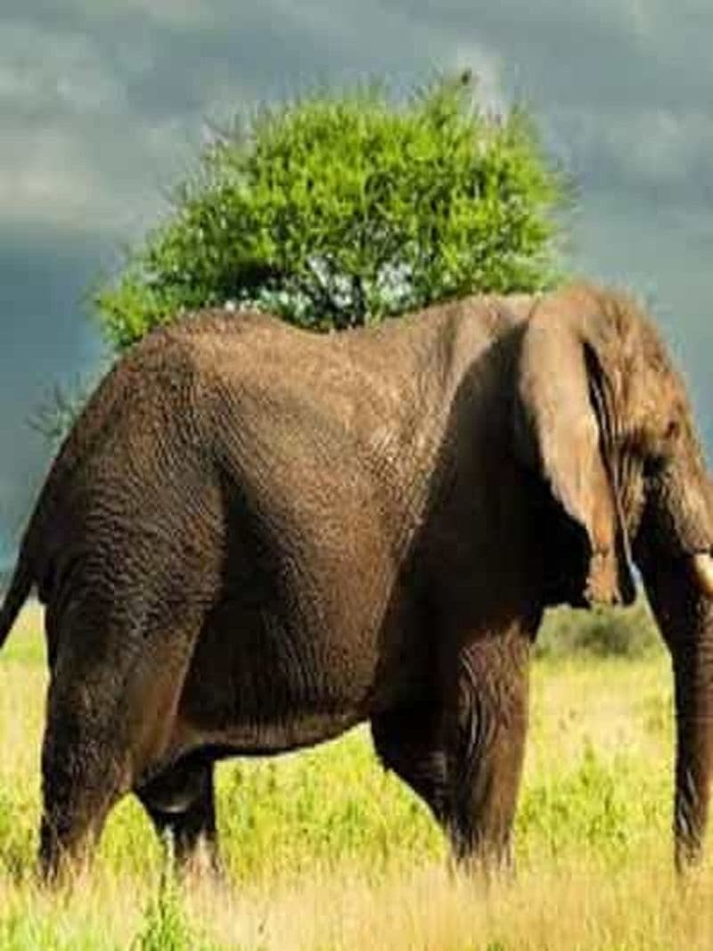 Billet Arusha : excursion d'une journée dans le parc national du Tarangire