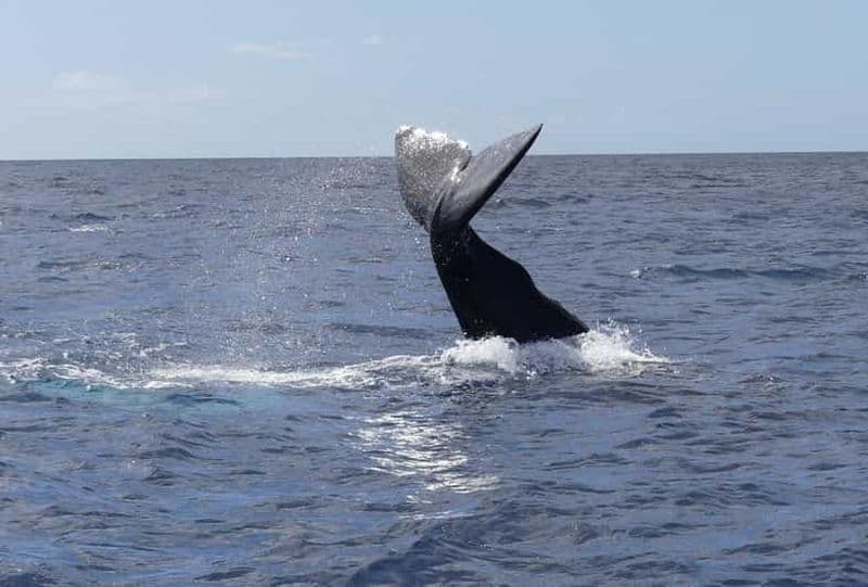 Observation privée des dauphins et des baleines de Waitukubuli