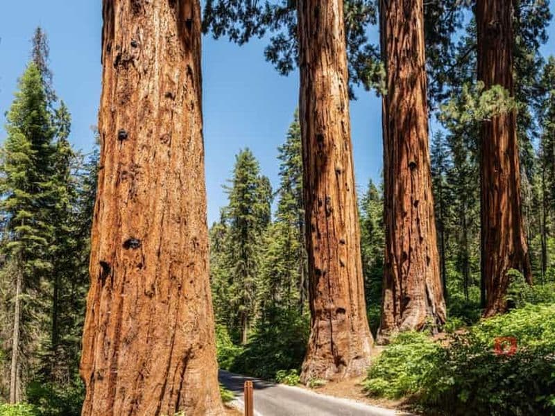 Sequoia & Kings Canyon : Ultimate Self-Guided Forest Drive (en anglais)
