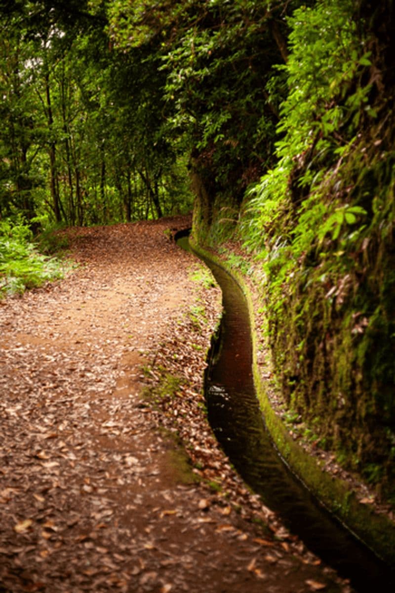 Madère : PR 18 - Randonnée Levada do Rei avec transfert et hôte