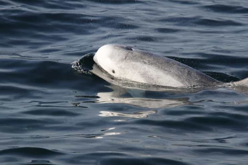 San Diego : excursion de luxe toute l'année pour observer les baleines et les dauphins