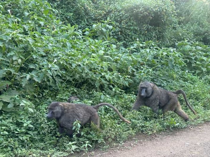 Parc national de Borana : visite de la faune et des oiseaux
