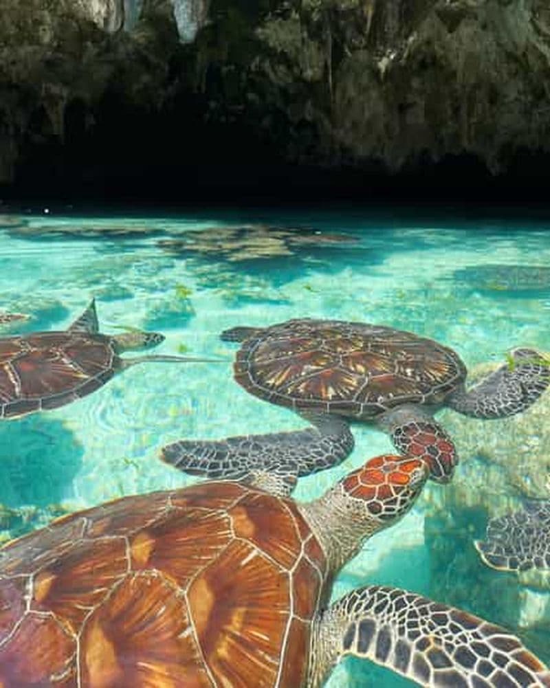 Billet NAGER AVEC LES TORTUES DANS LA GROTTE DE SALAAM À KIZIMKAZI ZANZIBAR