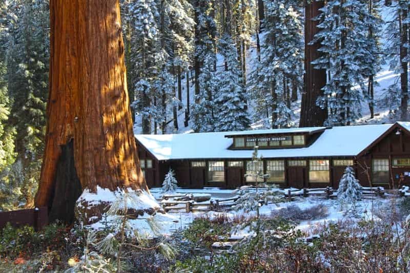 Billet Parc national de Sequoia : randonnée dans la forêt avec un naturaliste
