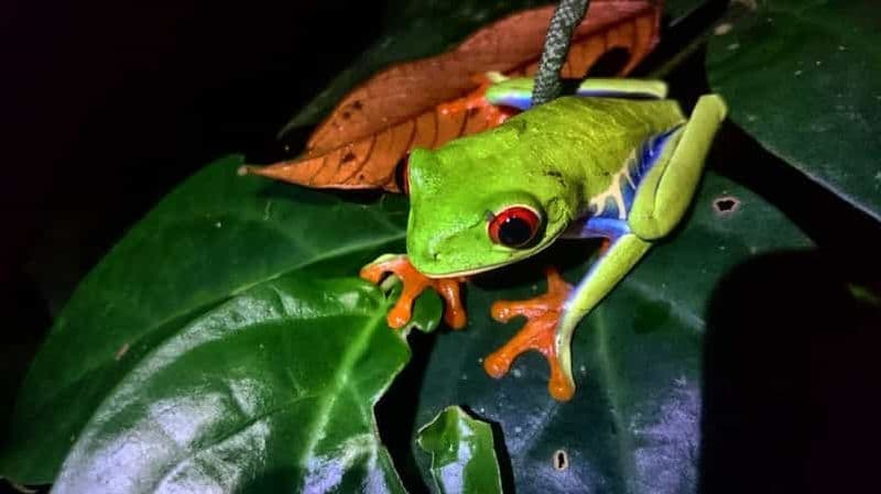 Billet Tortuguero : Observation nocturne de la faune et promenade dans la jungle