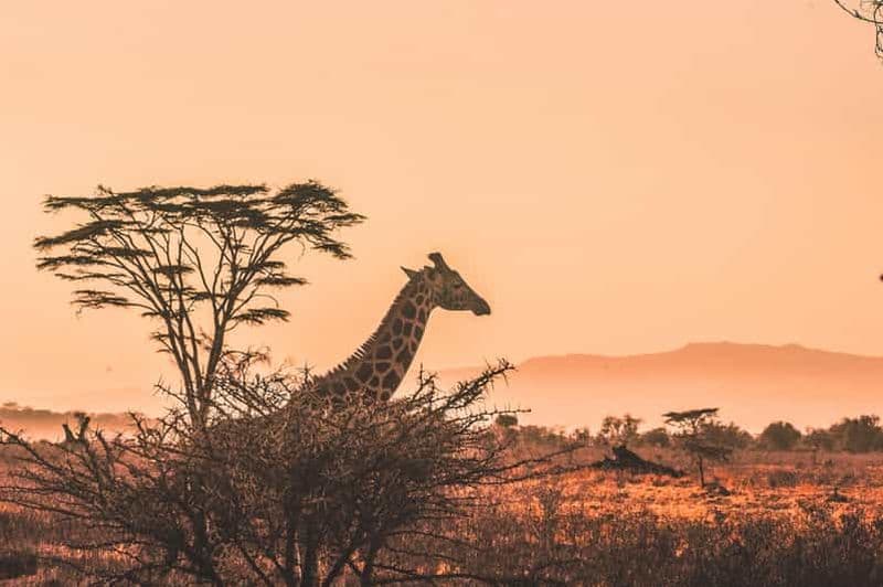 Billet Safari de 2 jours à Arusha dans les parcs nationaux de Tarangire et du lac Manyara