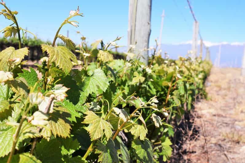 Mendoza : visite d'une demi-journée avec dégustations de vins