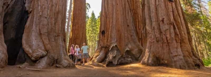 Billet Parc national de Sequoia : visite privative de la forêt géante