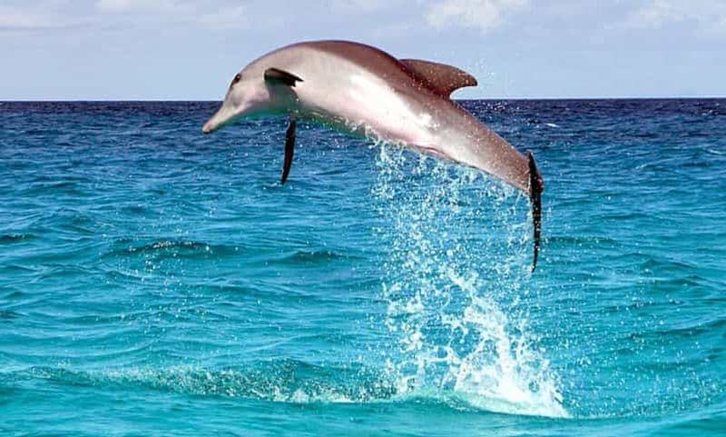 Au départ de Cebu : Pamilacan, île Vierge, observation des dauphins et déjeuner