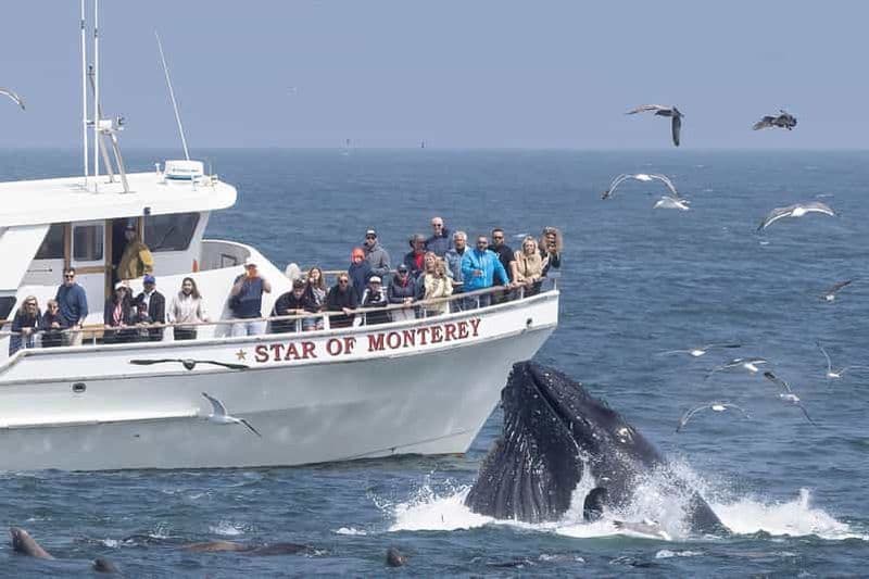 Monterey: excursion en bateau d'observation des dauphins et des baleines dans la baie de Monterey