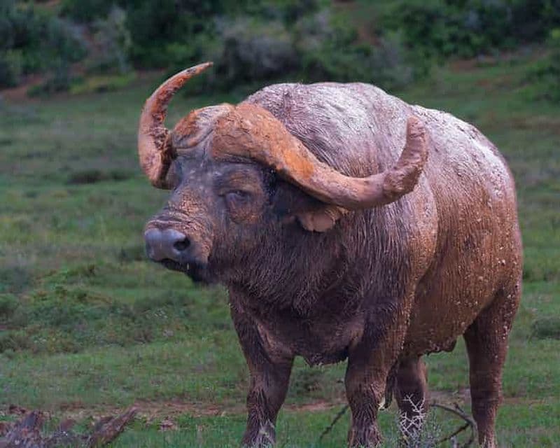 Safari d'une journée complète à Addo Elephant / Excursions côtières