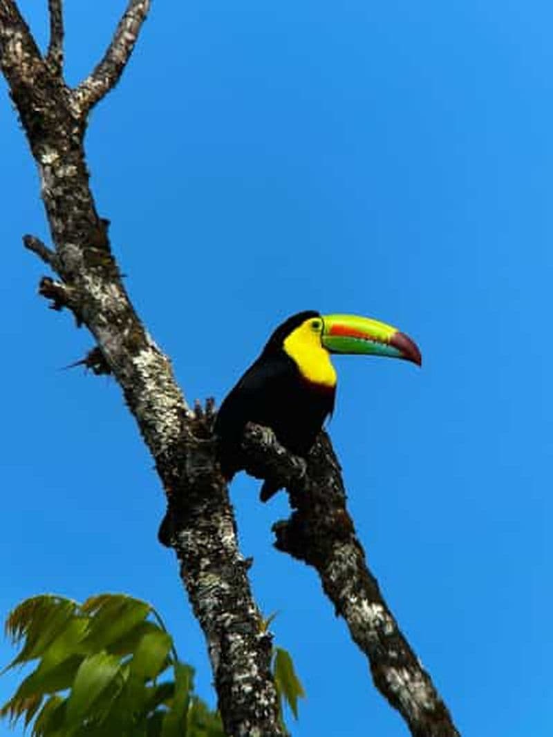 Billet Monteverde : visite de la forêt nuageuse avec un guide de la région