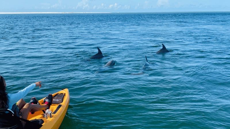 Au départ de Naples, FL : Circuit en kayak ou en paddle dans les mangroves de Marco Island