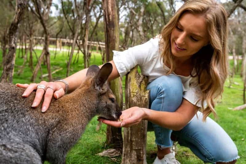 Depuis Melbourne : Excursion d'une journée à la rencontre des pingouins et de la faune sauvage