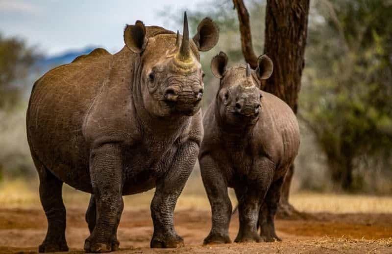 Billet 4 jours et 3 nuits Parc national de Saadani et Mkomazi - De la plage à la brousse