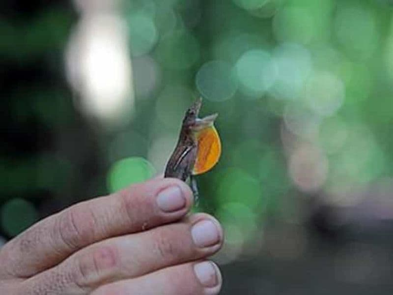 Billet Baie de Drake : Parc national Corcovado, station Sirena et déjeuner