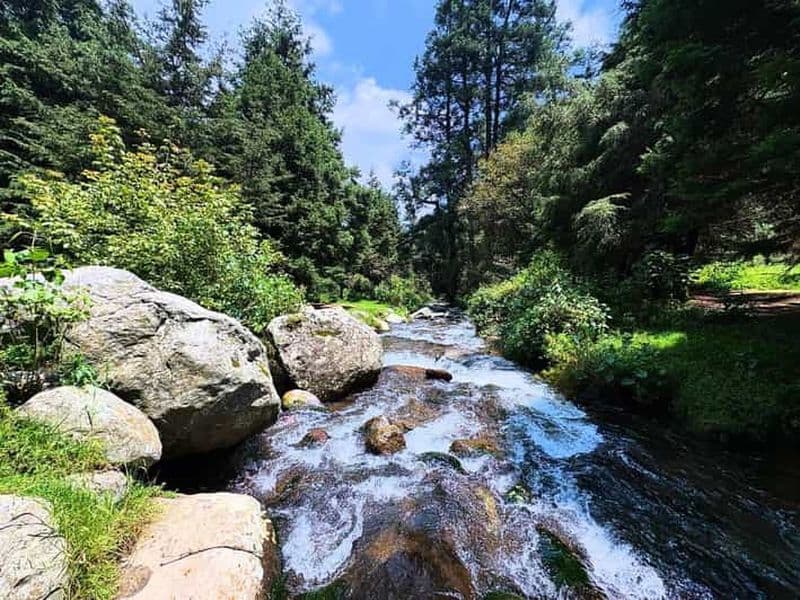 Billet Mexico : randonnée guidée dans la forêt de Dinamos
