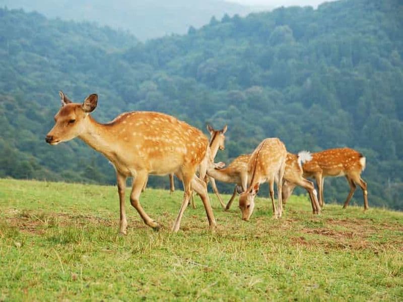 Nara : randonnée sur le mont Wakakusa et rencontre avec des cerfs sauvages en liberté