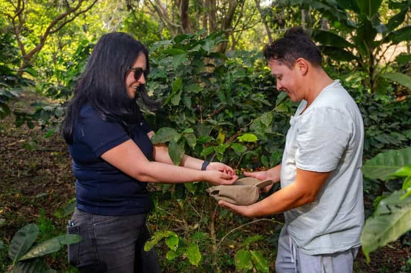 À 90 minutes de Bogota : visite guidée sur le café artisanal, les oiseaux, la culture et avec un guide local.