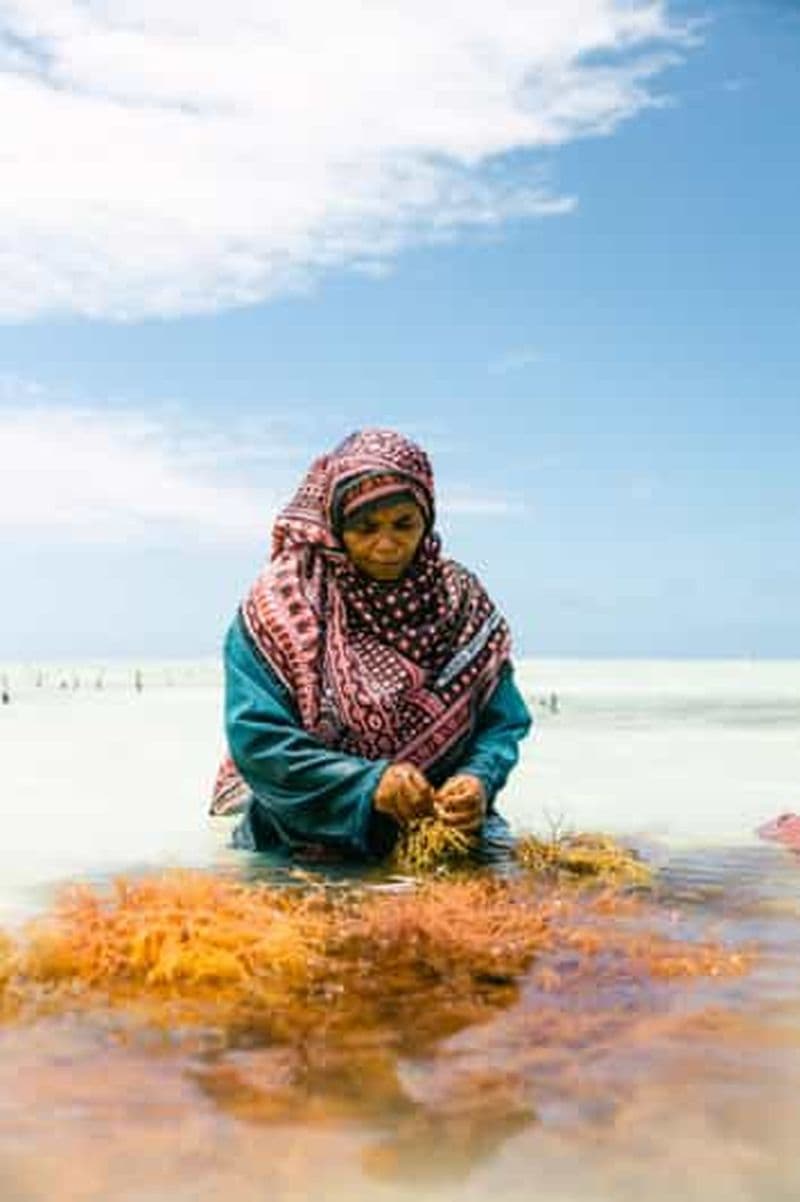 Pemba: Tumbe Fish Market, Birdwatching, and Seaweed Tour