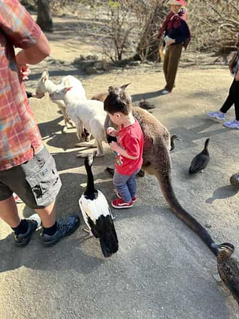 Billet Depuis Adélaïde : Faites un câlin à un koala et visitez la ville historique de Hahndorf